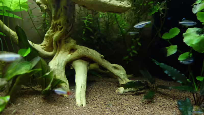 Besatz im Aquarium Becken Arbeitszimmer von Christian S. (6)