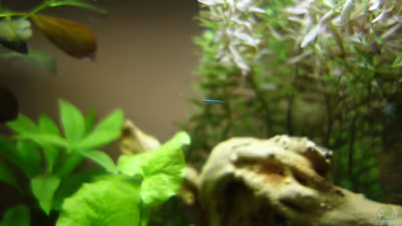 Besatz im Aquarium Becken Arbeitszimmer von Christian S. (8)