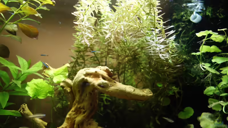 Besatz im Aquarium Becken Arbeitszimmer von Christian S. (9)