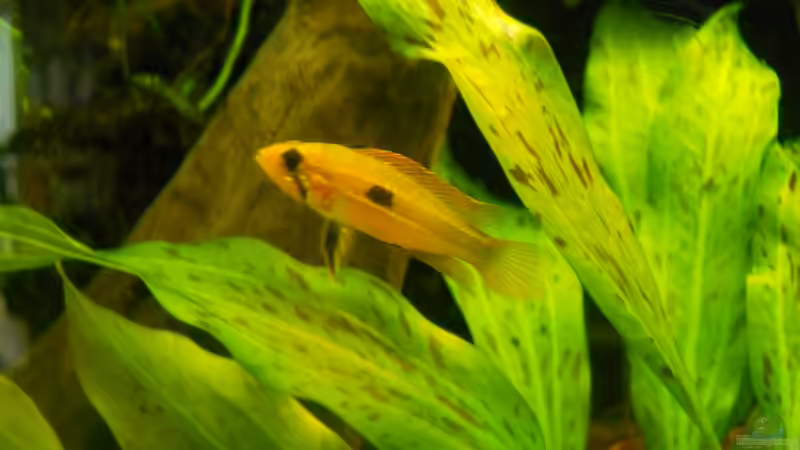 Besatz im Aquarium Becken aufgelöst von Felisa Hausott (11)