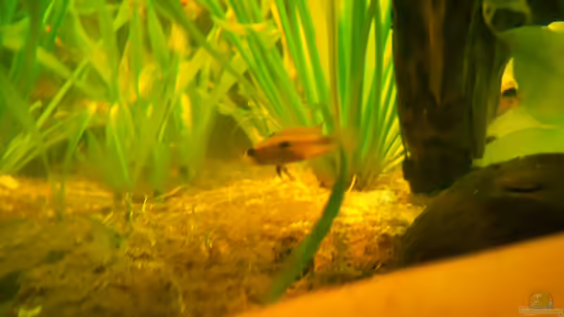 Besatz im Aquarium Becken aufgelöst von Felisa Hausott (12)