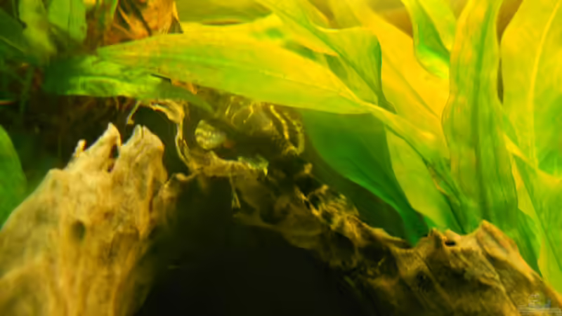 Besatz im Aquarium Becken aufgelöst von Felisa Hausott (14)