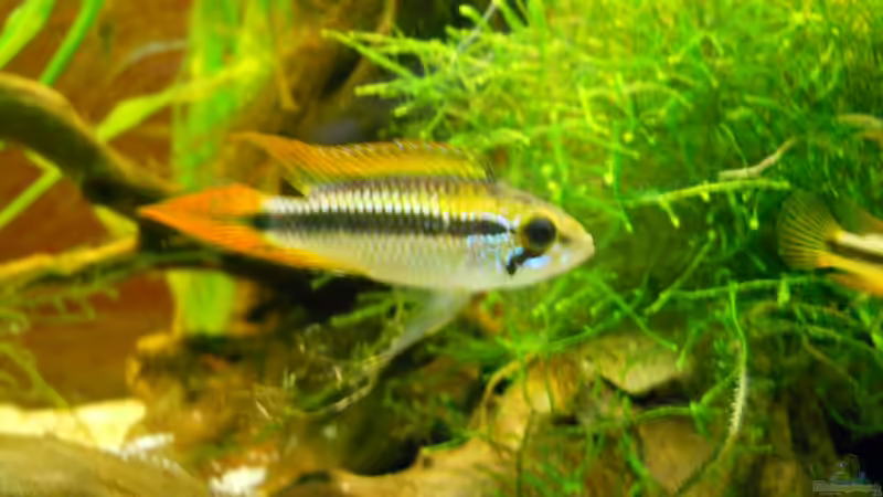 Besatz im Aquarium Becken aufgelöst von Felisa Hausott (4)