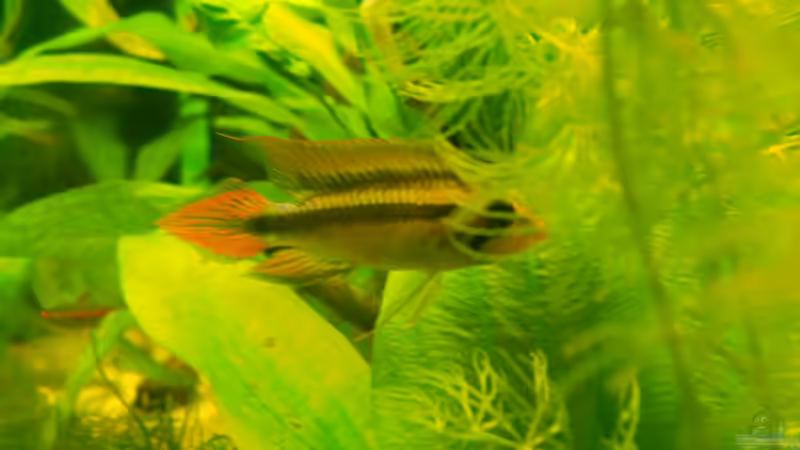 Besatz im Aquarium Becken aufgelöst von Felisa Hausott (6)