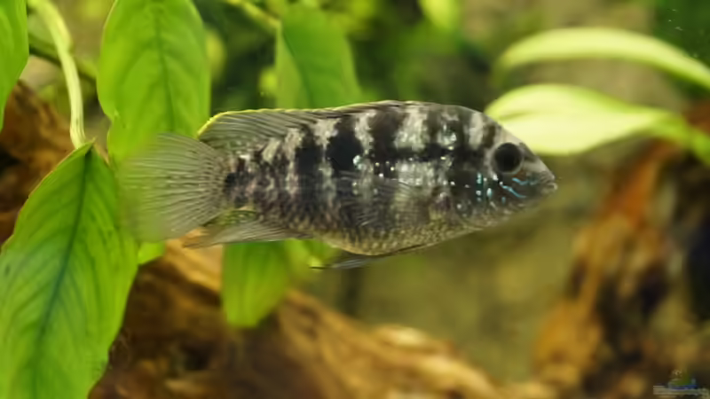 Besatz im Aquarium Becken für Blaupunktbarsche von Heiko Bertsch (16)