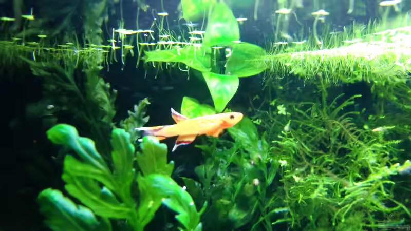 Besatz im Aquarium Becken mit Aphyosemion australe von Kuller (5)