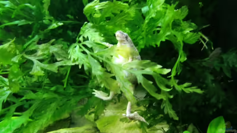 Besatz im Aquarium Becken mit Aphyosemion australe von Kuller (6)