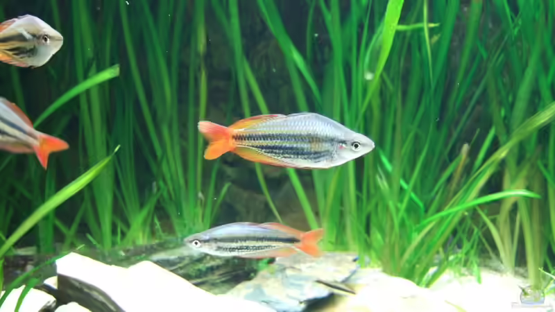 Besatz im Aquarium Becken mit Melanotaenia splendida australis von Kuller (2)