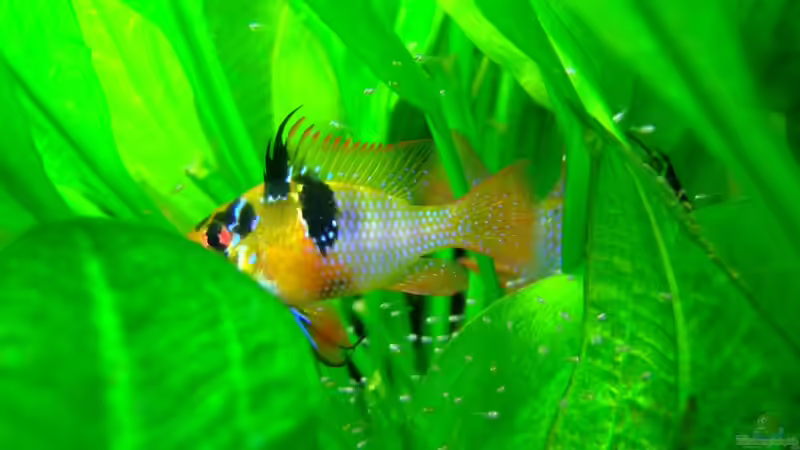 Besatz im Aquarium Becken mit Mikrogeophagus ramirezi von Kuller (4)