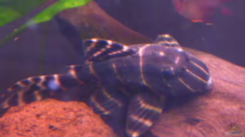 Besatz im Aquarium Becken neu eingerichtet von Bavaria (7)