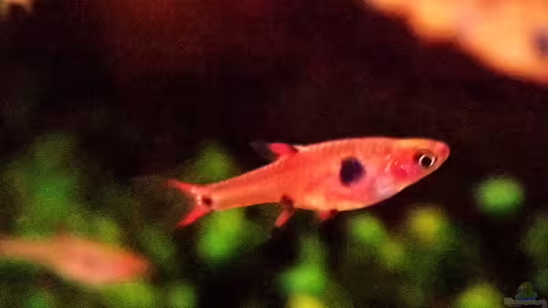 Besatz im Aquarium Becken Nr.5 von snooze (60)