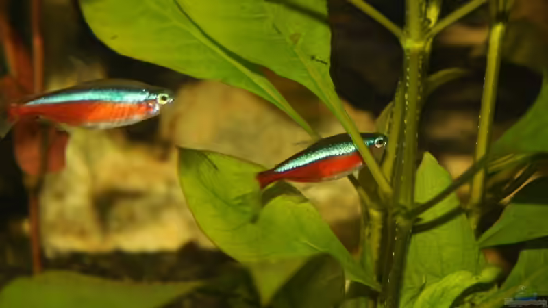 Besatz im Aquarium Becken von mar3004 (5)