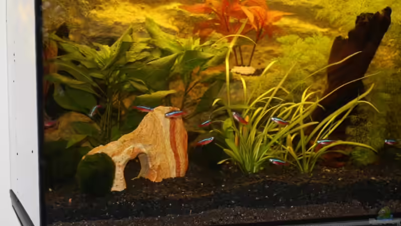 Besatz im Aquarium Becken von mar3004 (6)