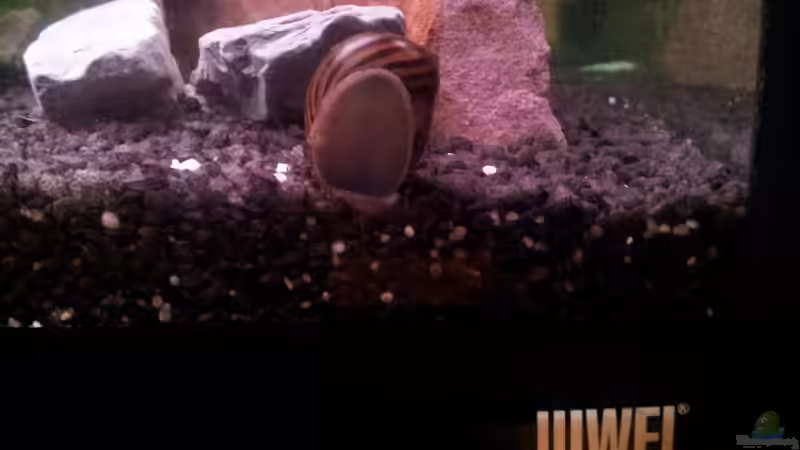 Besatz im Aquarium Becken WAMA von Krolig (12)