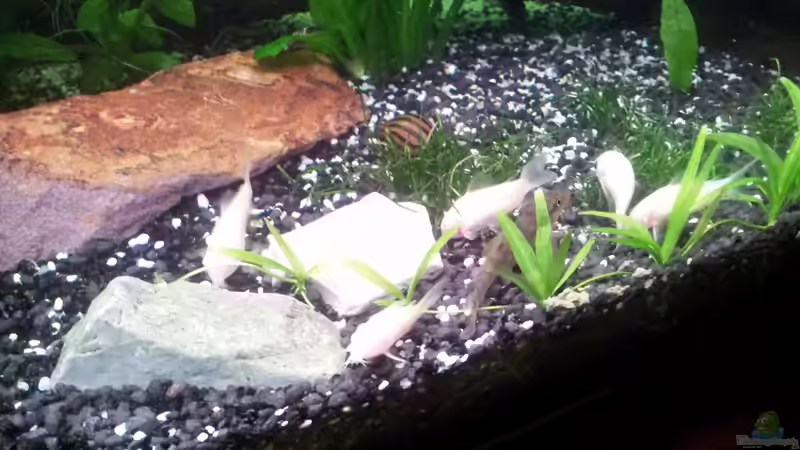 Besatz im Aquarium Becken WAMA von Krolig (14)