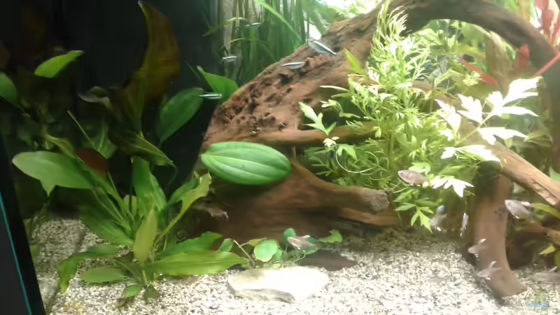 Besatz im Aquarium Becken1 von wasserträger (11)