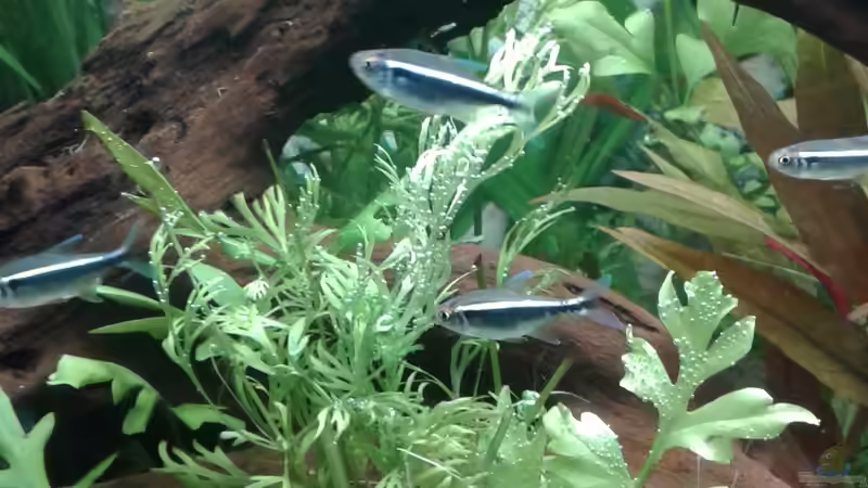 Besatz im Aquarium Becken1 von wasserträger (12)