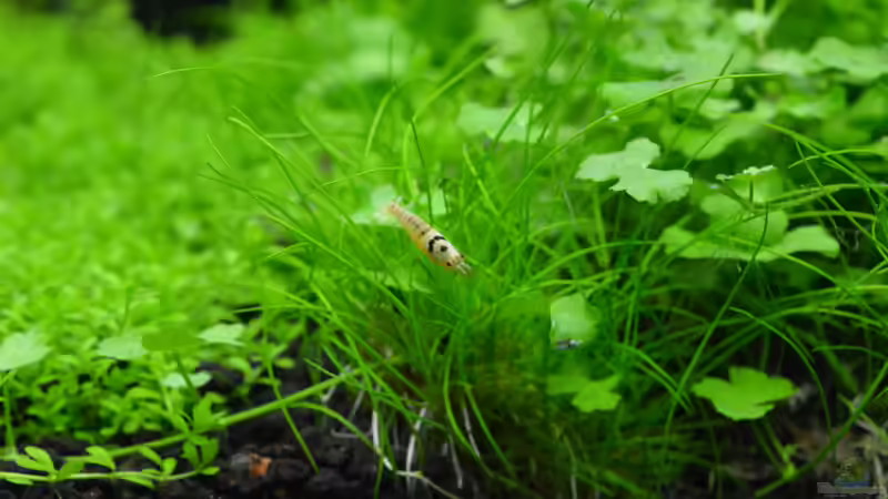 Besatz im Aquarium Bee Home von Silvi (7)