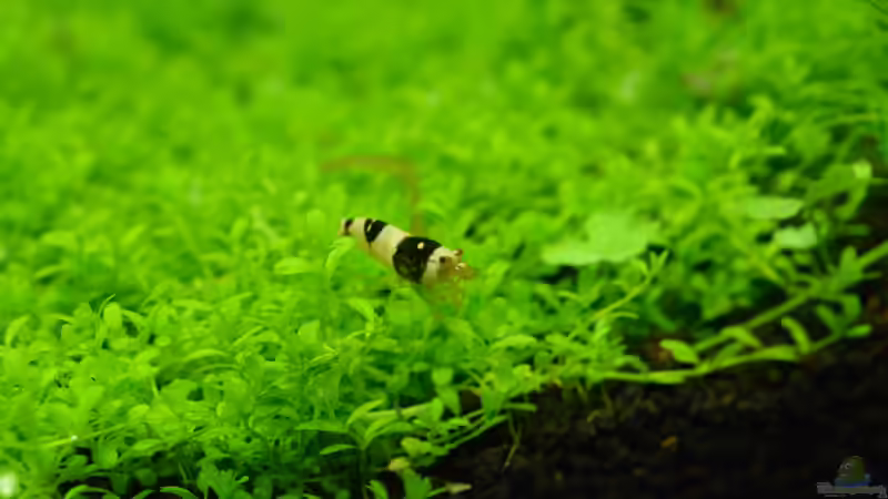 Besatz im Aquarium Bee Home von Silvi (8)