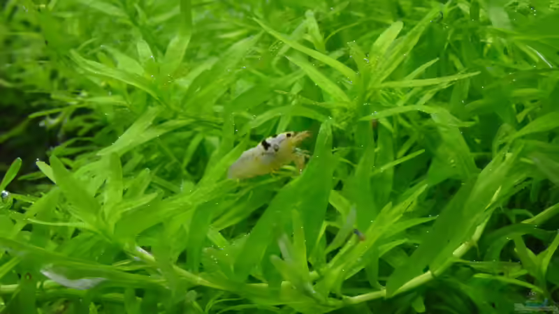 Besatz im Aquarium Bee Home von Silvi (9)