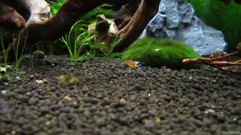 Besatz im Aquarium Bee Tank - Nur noch als Beispiel von Julien Preuß (27)