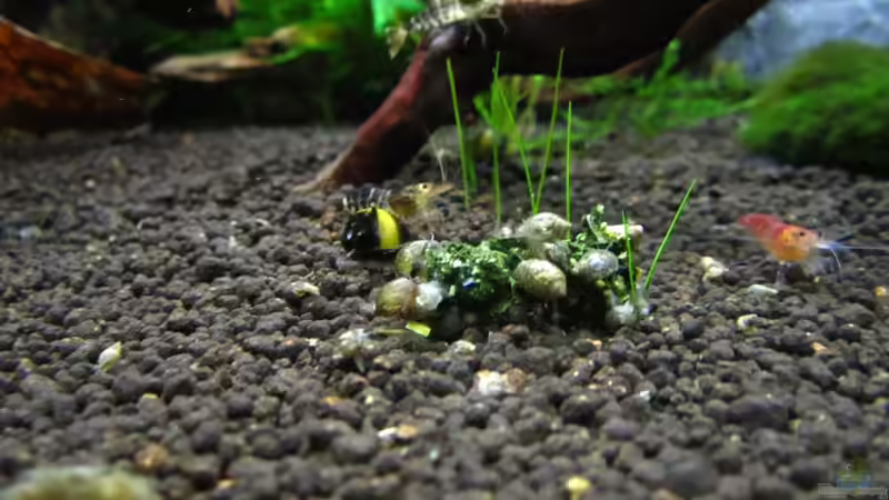 Besatz im Aquarium Bee Tank - Nur noch als Beispiel von Julien Preuß (28)