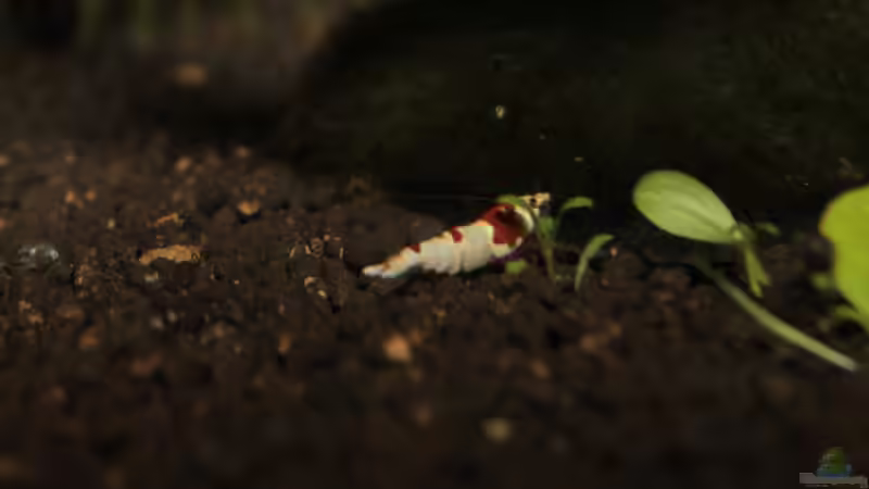 Besatz im Aquarium Bee Tank - Nur noch als Beispiel von Julien Preuß (31)