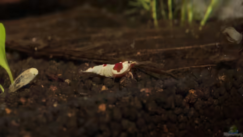 Besatz im Aquarium Bee Tank - Nur noch als Beispiel von Julien Preuß (32)