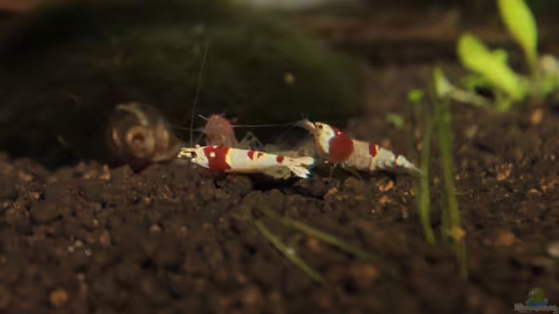 Besatz im Aquarium Bee Tank - Nur noch als Beispiel von Julien Preuß (33)