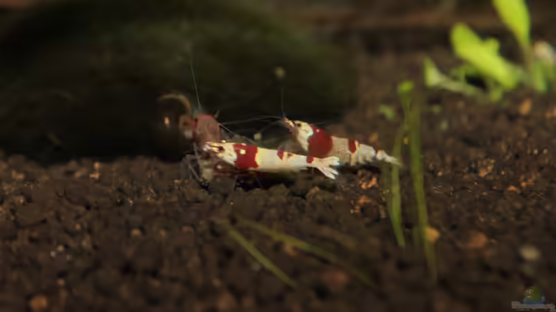 Besatz im Aquarium Bee Tank - Nur noch als Beispiel von Julien Preuß (34)