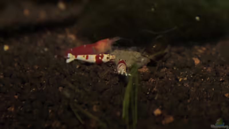 Besatz im Aquarium Bee Tank - Nur noch als Beispiel von Julien Preuß (35)