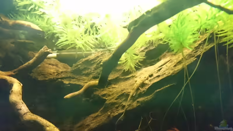 Besatz im Aquarium Beni von Umpa (6)