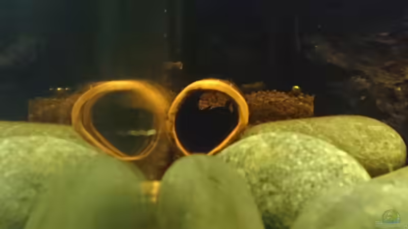 Besatz im Aquarium Beni von Umpa (7)