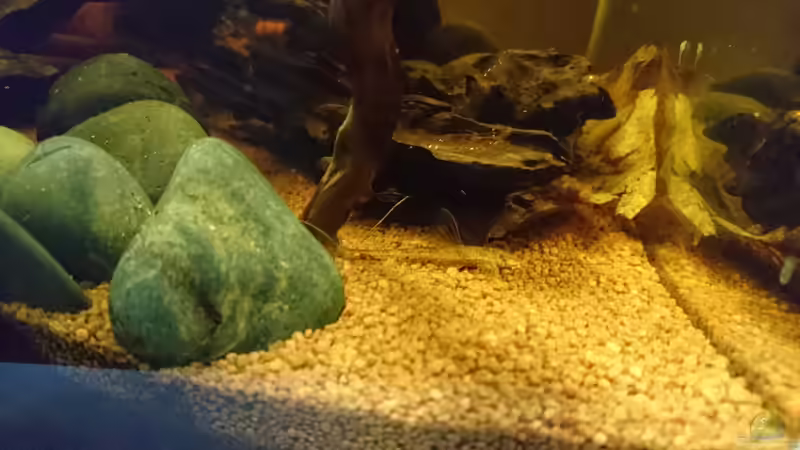 Besatz im Aquarium Beni von Umpa (8)