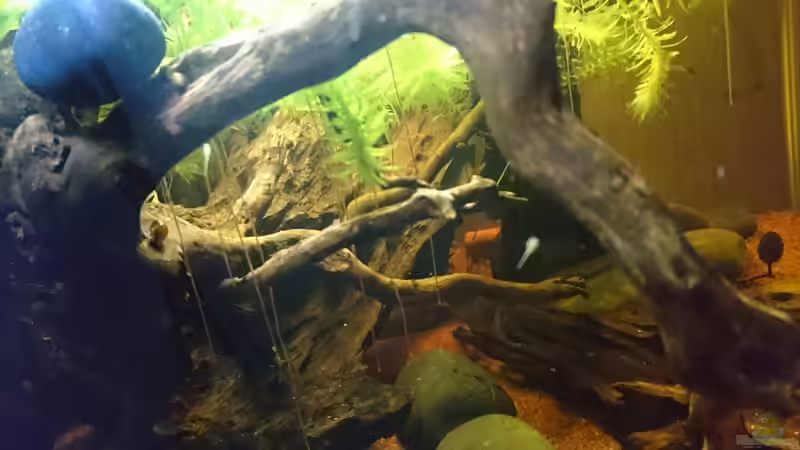 Besatz im Aquarium Beni von Umpa (9)
