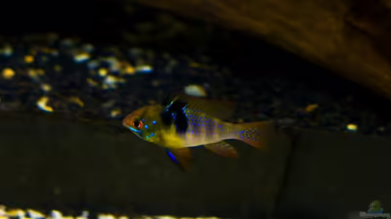 Besatz im Aquarium Bepflanztes Gesellschaftsbecken (alt) von Kiera&Hannes (12)