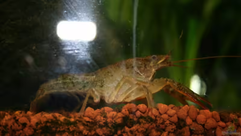 Besatz im Aquarium Bernd`s Pfütze von boandlkramer77 (15)