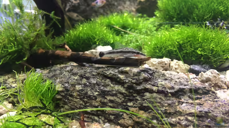 Besatz im Aquarium Beton und Holz von Chris_R. (36)