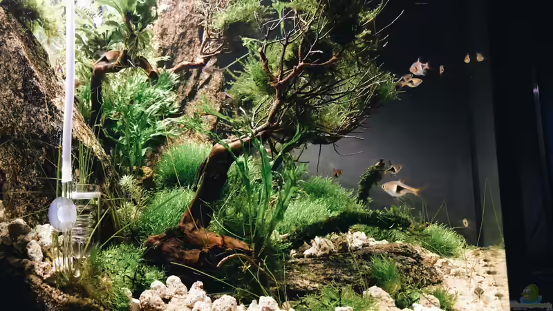 Besatz im Aquarium Beton und Holz von Chris_R. (37)