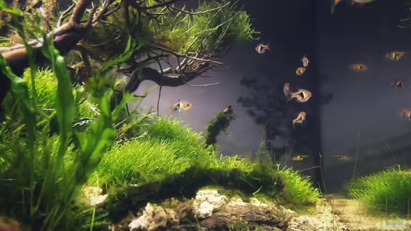 Besatz im Aquarium Beton und Holz von Chris_R. (38)