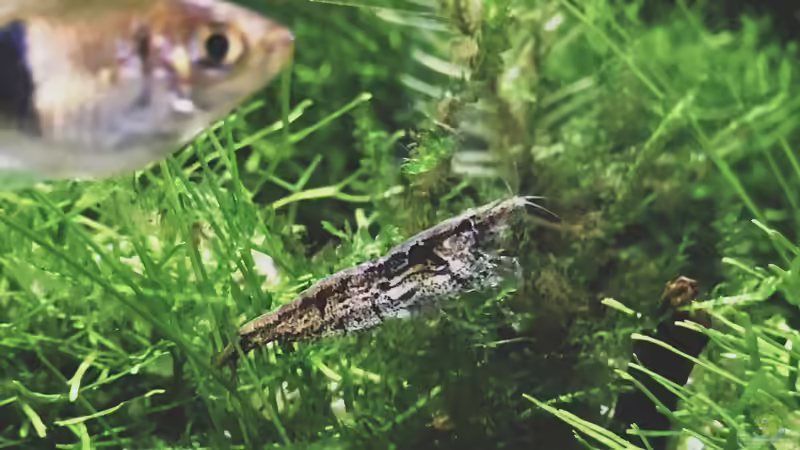 Besatz im Aquarium Beton und Holz von Chris_R. (40)