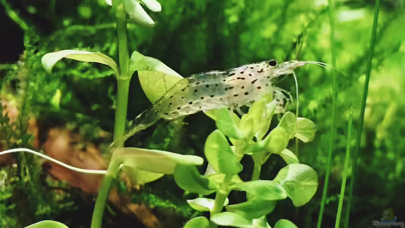 Besatz im Aquarium Beton und Holz von Chris_R. (41)