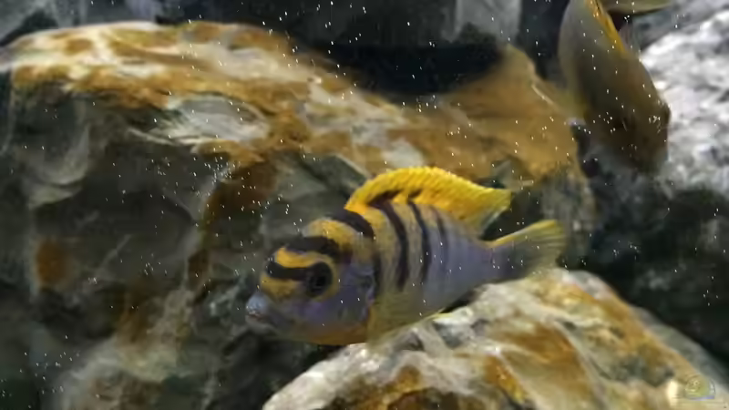 Besatz im Aquarium Betrieb 71336 Malawi von Tobias.Neher (49)