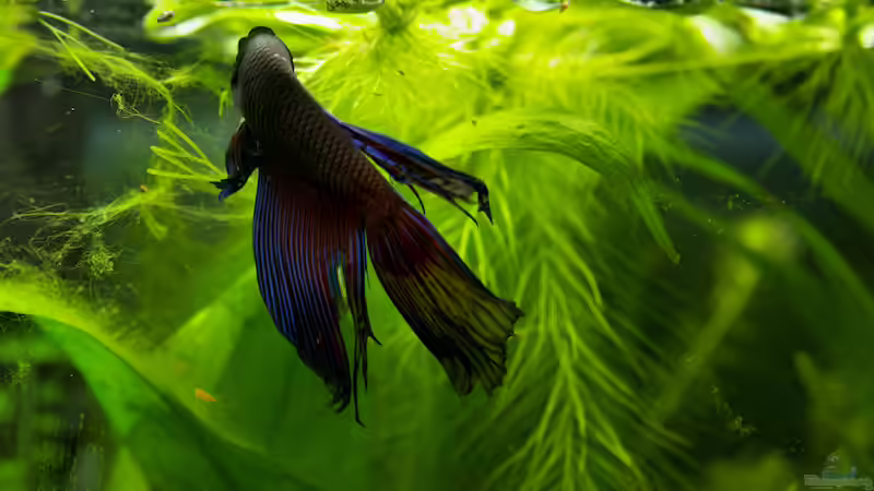 Besatz im Aquarium Betta @ Home von Flea78 (4)