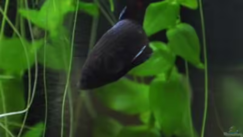 Besatz im Aquarium Betta Cube von Garfield (8)