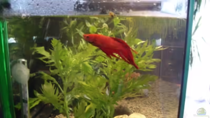 Besatz im Aquarium Betta Home von Dori (6)