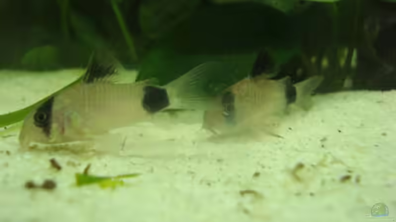 Besatz im Aquarium Betta Imbellis (BECKEN NICHT MEHR IN BETRIEB) von Laura (17)