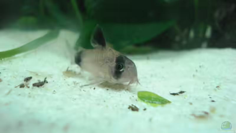 Besatz im Aquarium Betta Imbellis (BECKEN NICHT MEHR IN BETRIEB) von Laura (18)