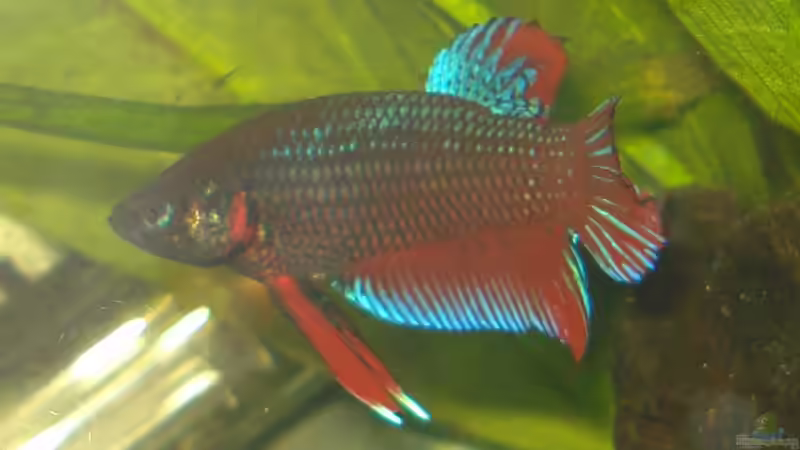 Besatz im Aquarium Betta Imbellis (BECKEN NICHT MEHR IN BETRIEB) von Laura (22)