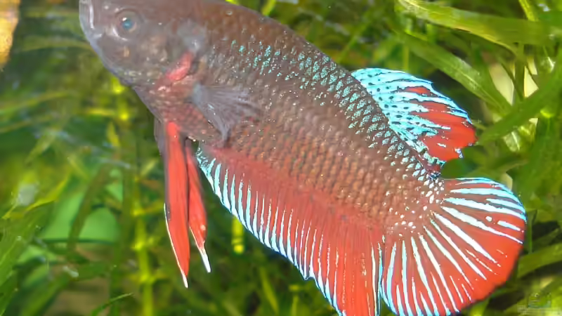 Besatz im Aquarium Betta Imbellis (BECKEN NICHT MEHR IN BETRIEB) von Laura (28)